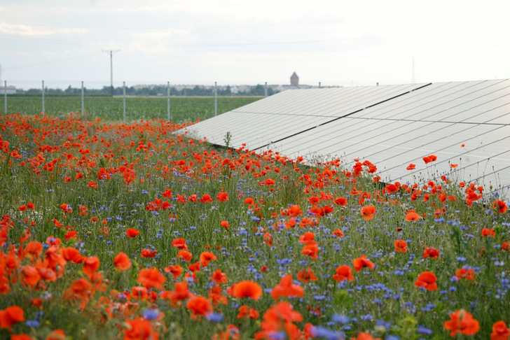 Initial results from 12 months of monitoring confirm solar farms provide attractive habitat for many plant and animal species. - © RWE
