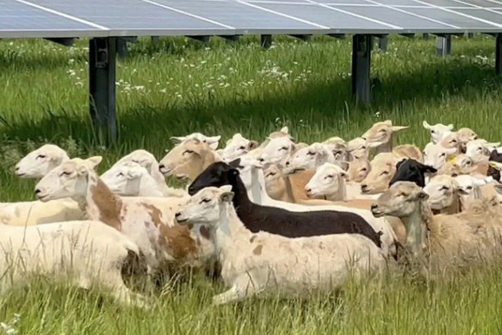 Agriculture and PV can go hand in hand. - © Erich Burnett/Oberlin College
