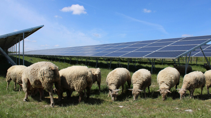 Former military bases - now solar parks with sheep grazing in France. - © BayWa r.e.