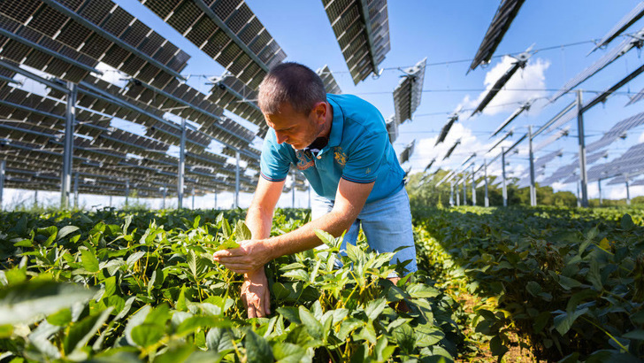 Farmer Sylvain Raison is satisfied with the yields of the soybeans he has grown under the solar modules. - © TSE Farmer Sylvain Raison is satisfied with the yields of the soybeans he has grown under the solar modules.