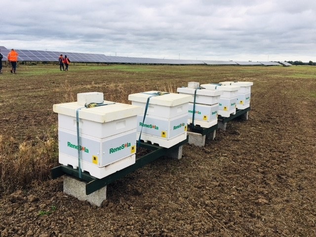 Beehives installed in Renesola PV plant in UK. - © Renesola
