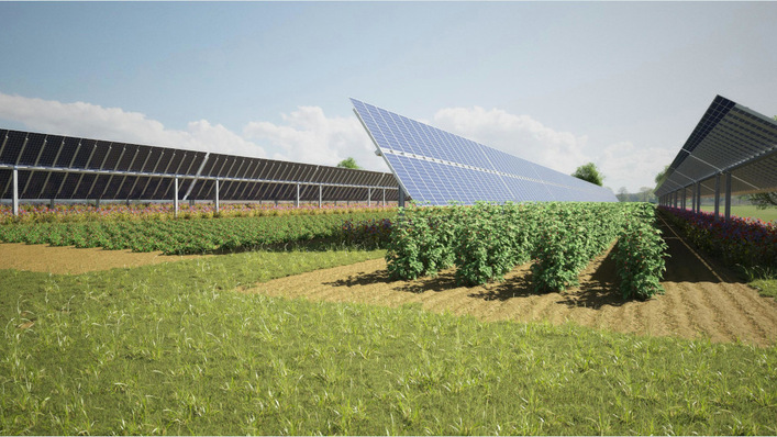 © Elysium Solar On mainland Europe a lot of research on agri-PV has done. Now UK should chatch up.