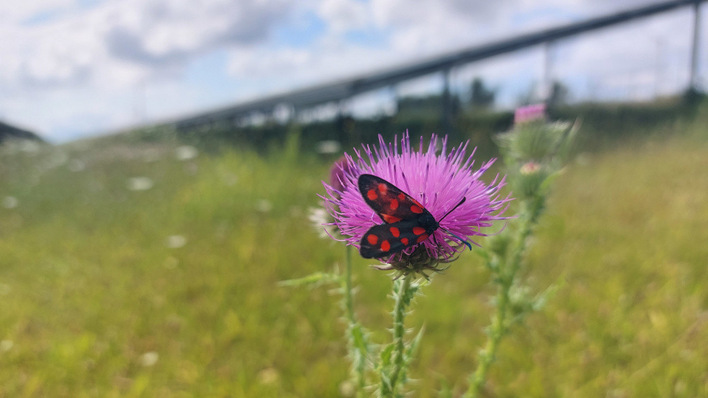 A black and red moth on a purple thistle flower in a sunny meadow with a blurred background. - © Peschel The study’s authors report that numerous species living in the solar parks had earlier been driven from the area by farming activity.
