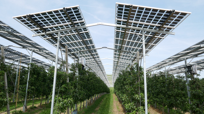 © Gridparity Horizontally-mounted solar modules – here at fruit and berry farm – are one of the most popular approaches in agri-PV.