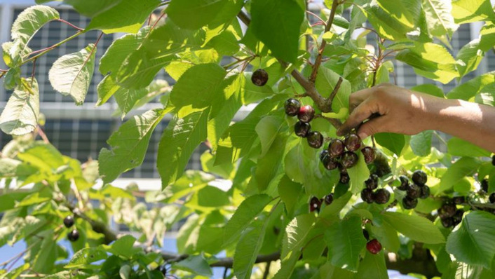 © SunAgri Picking the best approach – beyond generating power, agri-PV is about benefits for agriculture and animals.