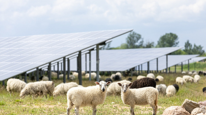 © EnBW/Paul Langrock These sheep may be in no hurry, but the slow wheels of bureaucracy continue to hold back many solar projects.